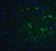 Anti-PACS1 antibody produced in rabbit affinity isolated antibody