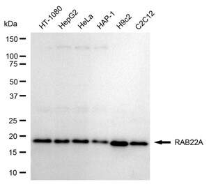 Anti RAB22A Antibody, clone 24GB1000, Rabbit Monoclonal clone 24GB1000, recombinant rabbit monoclonal, expressed in HEK293 cells