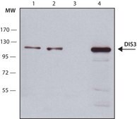 Anti-DIS3 antibody, Mouse monoclonal clone DIS3-3, purified from hybridoma cell culture