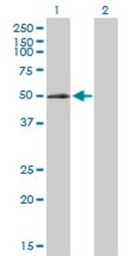 Anti-ELK3 antibody produced in rabbit purified immunoglobulin, buffered aqueous solution