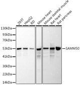 Anti-SAMM50 Antibody, clone 10E4G1, Rabbit Monoclonal
