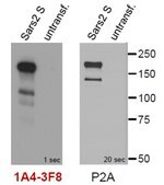Anti-SARS-CoV-2 Spike RBD Antibody, clone 1A4-3F8