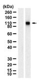 Anti-HIF-1α Antibody, clone 2B14 ZooMAb® Rabbit Monoclonal recombinant, expressed in HEK 293 cells