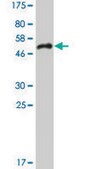 Monoclonal Anti-SFRS5 antibody produced in mouse clone 2C8, ascites fluid