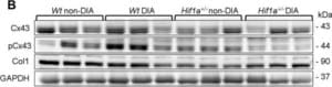 抗间隙连接蛋白43 兔抗 affinity isolated antibody, buffered aqueous solution