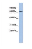 Anti-PDIA4, (N-terminal) antibody produced in rabbit affinity isolated antibody