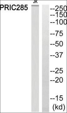 Anti-PRIC285 antibody produced in rabbit affinity isolated antibody