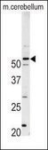 Anti-PFTK1 (N-term) antibody produced in rabbit IgG fraction of antiserum, buffered aqueous solution