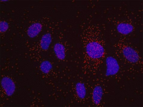 HIF1-alpha and phospho-MCM2[S40/S41] PLA&#174; Antibody Kit Powered by Bethyl Laboratories, Inc.