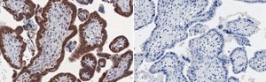Anti-Ago 1 Antibody, clone 1L3 ZooMAb&#174; Rabbit Monoclonal recombinant, expressed in HEK 293 cells