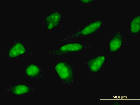 Monoclonal Anti-ZNF396 antibody produced in mouse clone 2F8, purified immunoglobulin, buffered aqueous solution