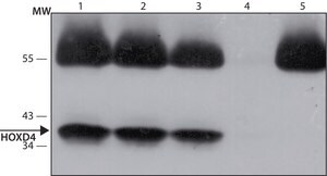 Anti-HOXD4 (C-terminal) antibody produced in rabbit ~1.0 mg/mL, affinity isolated antibody, buffered aqueous solution