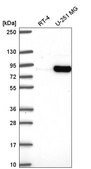 Anti-MYSM1 antibody produced in rabbit Prestige Antibodies&#174; Powered by Atlas Antibodies, affinity isolated antibody