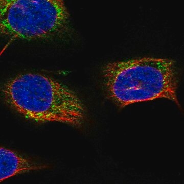 Anti-STARD7 antibody produced in rabbit Prestige Antibodies&#174; Powered by Atlas Antibodies, affinity isolated antibody