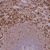 Anti-EFHD2 antibody produced in rabbit Prestige Antibodies® Powered by Atlas Antibodies, affinity isolated antibody, buffered aqueous glycerol solution