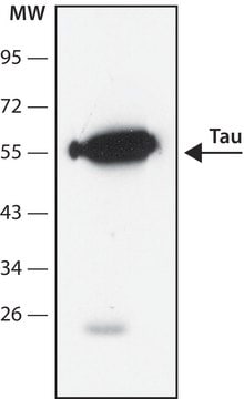 Anti-Tau antibody, Mouse monoclonal clone Tau46, purified from hybridoma cell culture