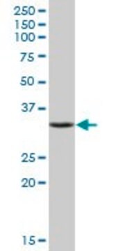 Anti-SULT1E1 antibody produced in mouse IgG fraction of antiserum, buffered aqueous solution