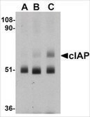 Anti-cIAP antibody produced in rabbit affinity isolated antibody, buffered aqueous solution