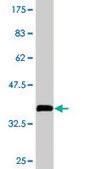 Monoclonal Anti-PITPNA antibody produced in mouse clone 4G10, purified immunoglobulin, buffered aqueous solution