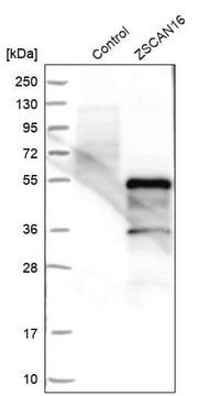 Anti-ZSCAN16 antibody produced in rabbit Prestige Antibodies&#174; Powered by Atlas Antibodies, affinity isolated antibody, buffered aqueous glycerol solution