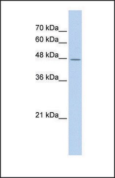 Anti-TAF7L antibody produced in rabbit affinity isolated antibody