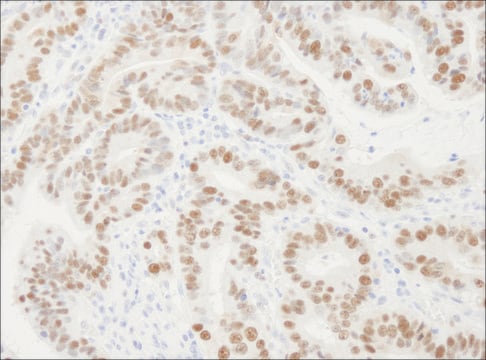 Rabbit anti-PCNA Antibody, Affinity Purified Powered by Bethyl Laboratories, Inc.