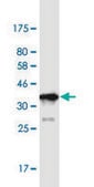 Monoclonal Anti-PRRX1 antibody produced in mouse clone 1E2, purified immunoglobulin