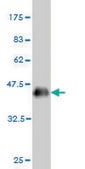 Monoclonal Anti-CSNK1G1 antibody produced in mouse clone 3D1, purified immunoglobulin, buffered aqueous solution