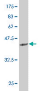 Monoclonal Anti-SIX4 antibody produced in mouse clone 5D4, purified immunoglobulin, buffered aqueous solution