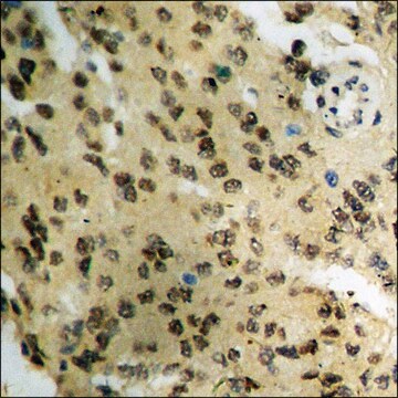 Anti-phospho-CDC25A (pSer178) antibody produced in rabbit affinity isolated antibody