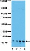 Anti-Calcineurin Antibody from rabbit, purified by affinity chromatography