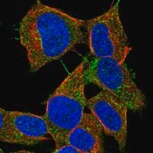 Anti-LYRM2 antibody produced in rabbit Prestige Antibodies® Powered by Atlas Antibodies, affinity isolated antibody, buffered aqueous glycerol solution
