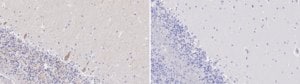 Anti-RYR1 Antibody, clone 1K4 ZooMAb® Rabbit Monoclonal recombinant, expressed in HEK 293 cells