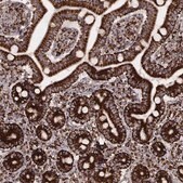 Monoclonal Anti-TUFM antibody produced in mouse Prestige Antibodies&#174; Powered by Atlas Antibodies, clone CL2243, purified immunoglobulin, buffered aqueous glycerol solution