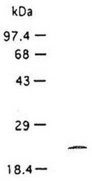 Anti-TIMP-3 Mouse mAb (136-13H4) liquid, clone 136-13H4, Calbiochem&#174;