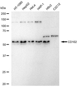 Anti CD102 Antibody, clone 23GB5980, Rabbit Monoclonal clone 23GB5980, recombinant rabbit monoclonal, expressed in HEK293 cells