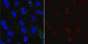 Anti-phospho Mis18-binding protein 1 (Thr702) Antibody from rabbit, purified by affinity chromatography