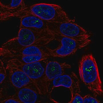 Anti-ICK antibody produced in rabbit Prestige Antibodies&#174; Powered by Atlas Antibodies, affinity isolated antibody