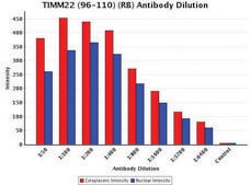Anti-TIMM22 (96-110) antibody produced in rabbit IgG fraction of antiserum, buffered aqueous solution