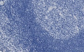 Anti-RPS25 Antibody, clone 3G15 ZooMAb&#174; Rabbit Monoclonal recombinant, expressed in HEK 293 cells