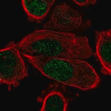 Anti-PPARG antibody produced in rabbit Prestige Antibodies&#174; Powered by Atlas Antibodies, affinity isolated antibody