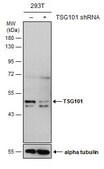 Monoclonal Anti-TSG101 antibody produced in mouse
