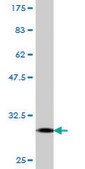 Monoclonal Anti-FPRL1 antibody produced in mouse clone 2G8, purified immunoglobulin, buffered aqueous solution