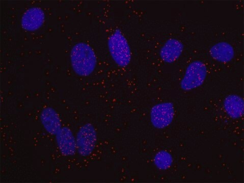 HIF1-alpha and phospho-MCM2[S108] PLA&#174; Antibody Kit Powered by Bethyl Laboratories, Inc.