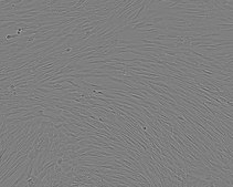 IMR-90 Cell Line human NOTE: Both the cell line and DNA from the cell line may be available for this product. Please choose -1VL or VIAL for cells, or -DNA-5UG for DNA, 85020204, human lung (fetal), Fibroblast