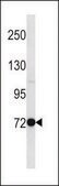 ANTI-MOUSE PAK7 (N-TERM) antibody produced in rabbit IgG fraction of antiserum, buffered aqueous solution