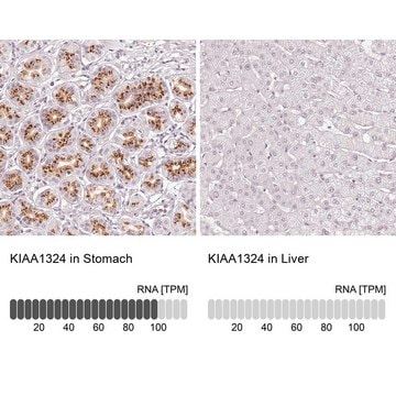 Anti-KIAA1324 antibody produced in rabbit Prestige Antibodies&#174; Powered by Atlas Antibodies, affinity isolated antibody, buffered aqueous glycerol solution