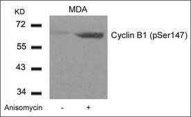 Anti-phospho-CCNB1 (pSer147) antibody produced in rabbit affinity isolated antibody