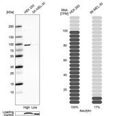 Anti-RAVER1 antibody produced in rabbit Prestige Antibodies&#174; Powered by Atlas Antibodies, affinity isolated antibody, buffered aqueous glycerol solution