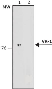 Anti-Vanilloid Receptor-1 antibody produced in rabbit IgG fraction of antiserum, buffered aqueous solution